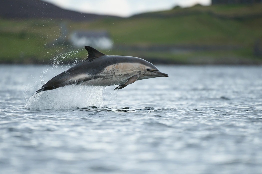 一隻真海豚在蘇格蘭的海域嬉戲。學者觀察到一隻名為凱莉的野生獨居海豚可以像港灣鼠海豚那樣發聲。PHOTOGRAPH BY SCOTLAND: THE BIG PICTURE, MINDEN PICTURES