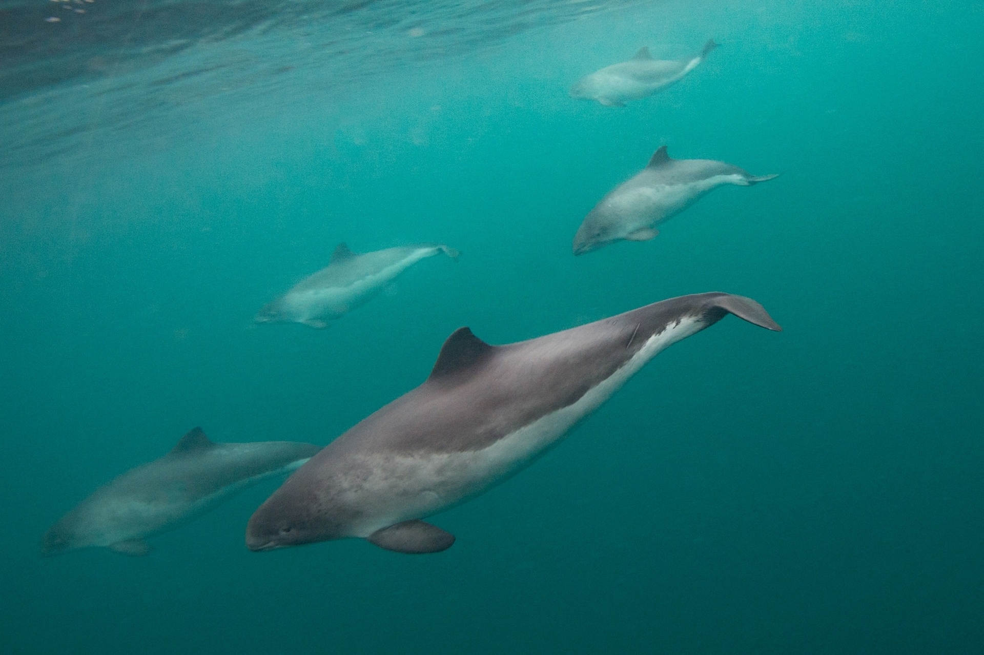 蘇格蘭昔德蘭群島附近的港灣鼠海豚。有史以來第一次，科學家發現了一隻「自認為是鼠海豚」的海豚，能發出鼠海豚獨特的喀喀聲。PHOTOGRAPH BY SCOTLAND: THE BIG PICTURE, NATURE PICTURE LIBRARY 