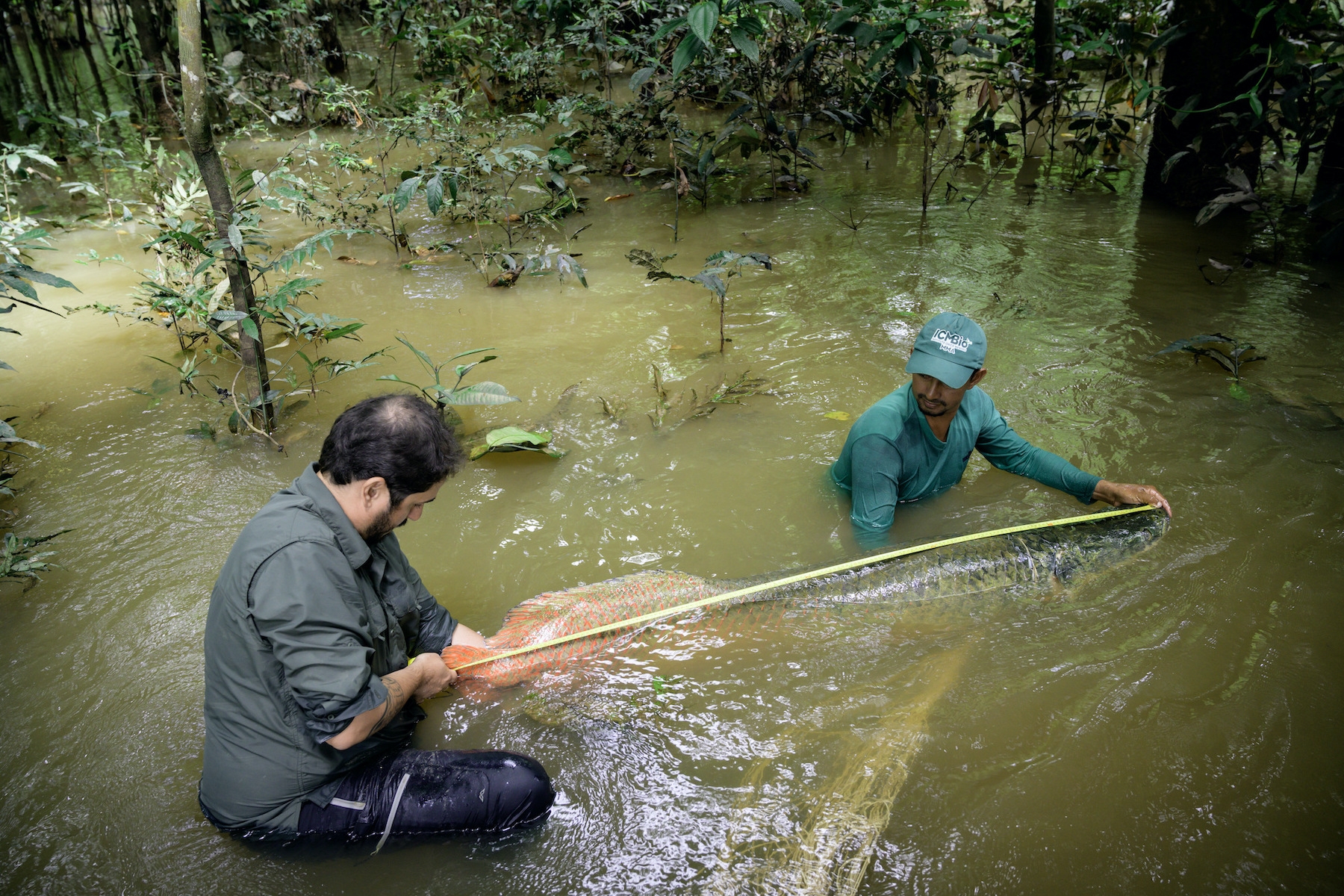祖奧．坎波斯．席爾瓦和團隊進行研究計劃，測量記錄巨骨舌魚的長度。（圖片：勞力士提供）
