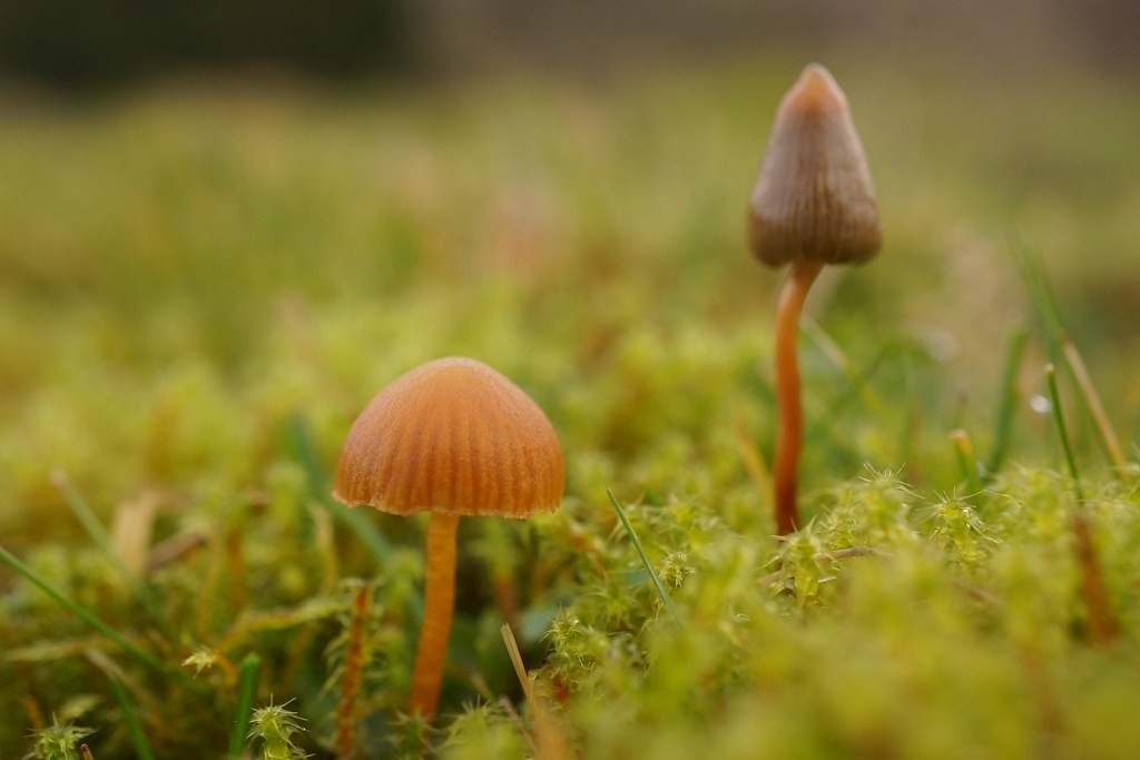 實驗發現，迷幻蘑菇（右）中的裸蓋菇素可能有助治療憂鬱症，達到既有藥物無法達到的效果。圖片來源：Dr. Hans-Günter Wagner／Flickr（CC BY-SA 2.0）