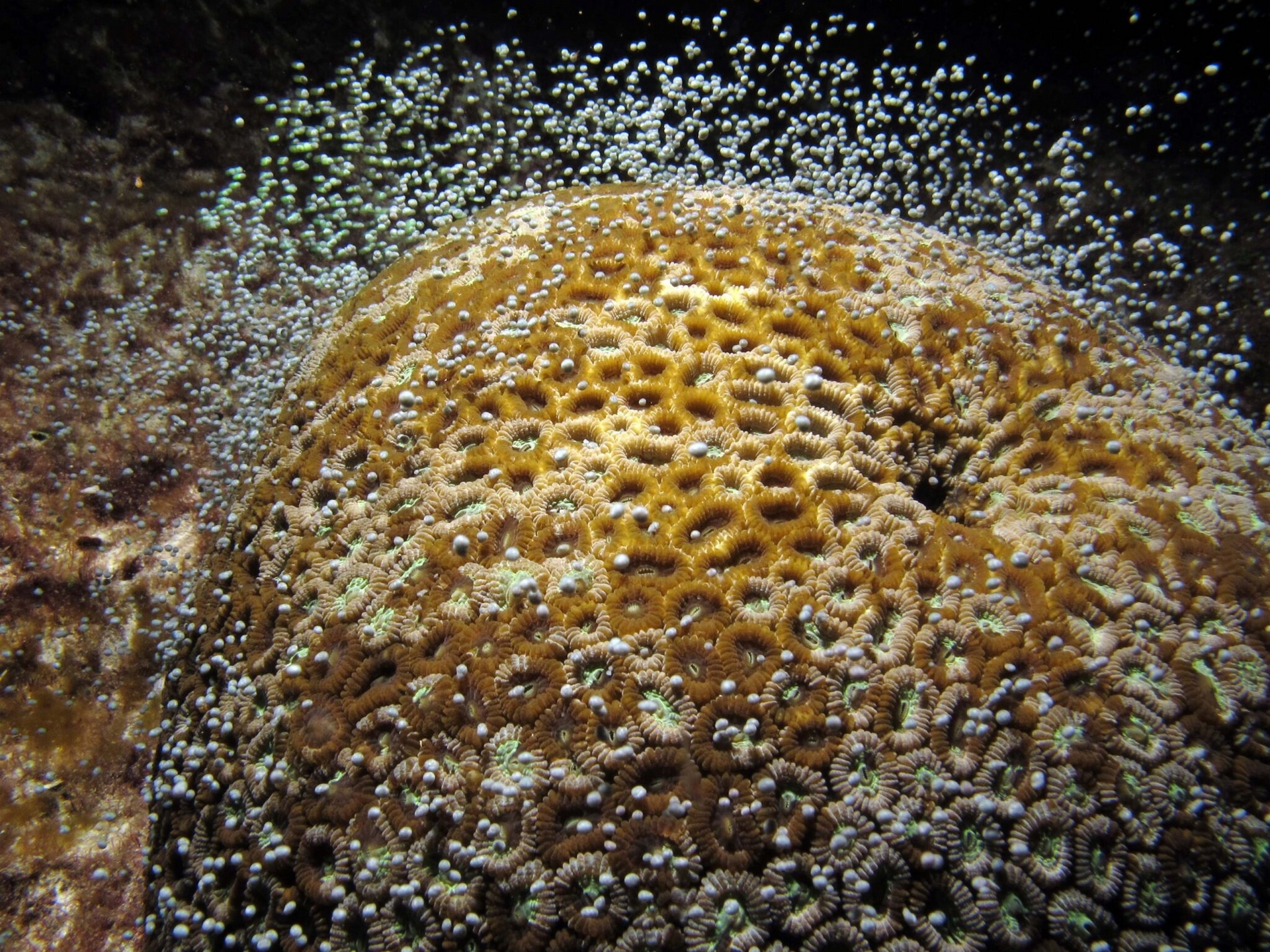 野澤洋耕的團隊在臺灣綠島進行長期觀察和研究，終於發現珊瑚同步產卵的關鍵因素。珊瑚繁殖季（南臺灣約 4-6 月）滿月過後，日落到月昇之間的黑暗期觸發了珊瑚產卵的條件。圖片為正在產卵的環菊珊瑚。 圖│林哲宏 