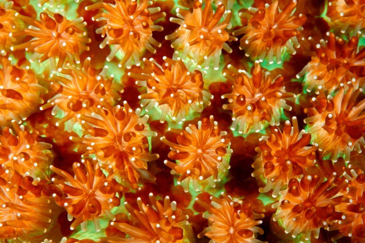 造礁珊瑚（又稱石珊瑚）的珊瑚蟲聚落，最初都是從一隻珊瑚蟲開始，透過緩慢持續的生長過程，才逐漸長成我們看到的珊瑚礁。 圖│iStock 