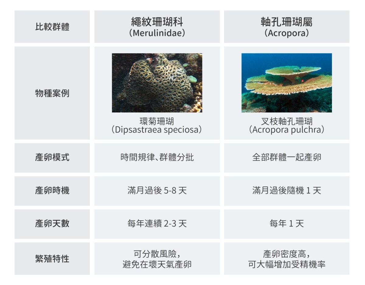 繩紋珊瑚科　vs　軸孔珊瑚屬 圖│研之有物（資料來源：Wikipedia、iStock） 