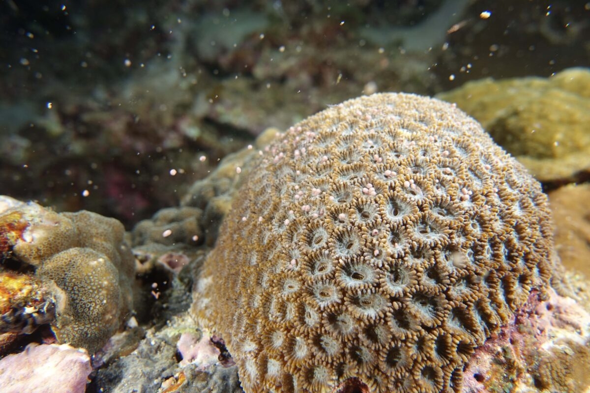 環菊珊瑚隸屬於繩紋珊瑚科，群體間大量產卵通常發生在滿月之後五到八天。 圖│林哲宏 