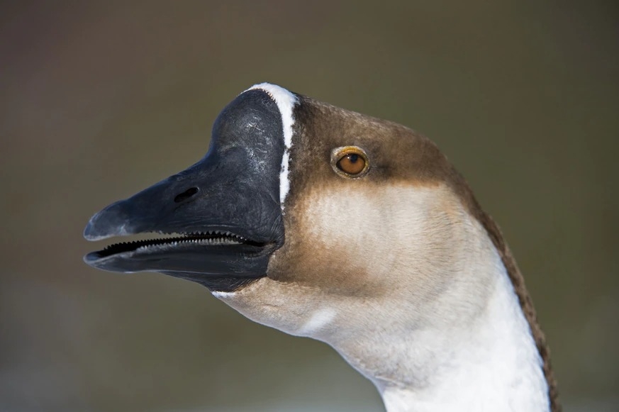英國里茲「黃金英畝公園自然保留區」（Golden Acre Park Nature Reserve）裡的中國家鵝。這個品系源自野生鴻雁（swan goose），是中國的原生物種。 PHOTOGRAPH BY KRYSTYNA SZULECKA / FLPA / MINDEN PICTURES 