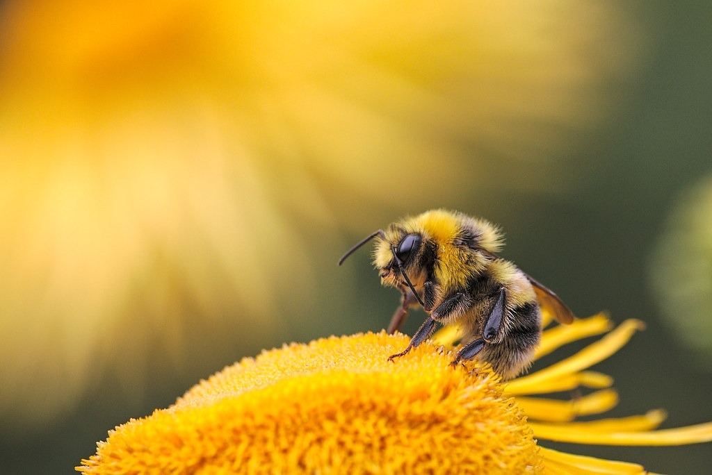新研究指出，氣候危機可能使熊蜂的數量減少，對植物傳粉和整個生態系統有潛在連鎖效應。圖片來源：Dmitry Grigoriev／Flickr（CC BY 2.0）