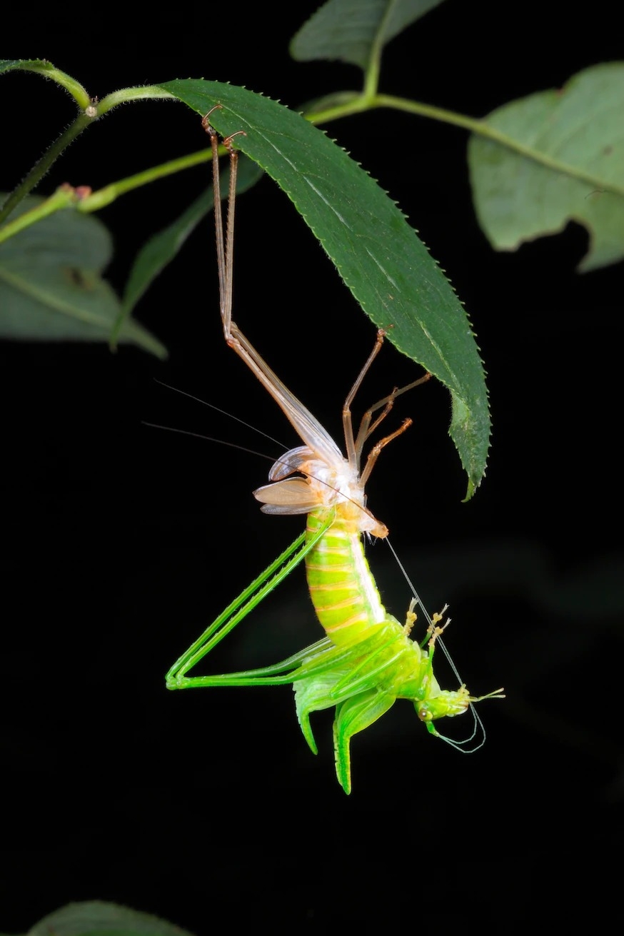 包含斯卡德氏露螽（<i>Scudderia</i> sp.）在內，「蛻皮」是許多昆蟲生長必經的一環。 PHOTOGRAPH BY GEORGE GRALL, NAT GEO IMAGE COLLECTION 