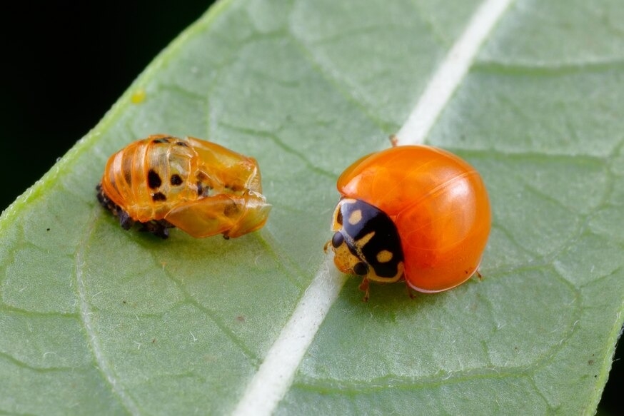 許多昆蟲（例如圖中橘色的瓢蟲）在蛻皮後外骨骼硬化之前，很容易遭到略食者攻擊。 PHOTOGRAPH BY GEORGE GRALL, NAT GEO IMAGE COLLECTION 