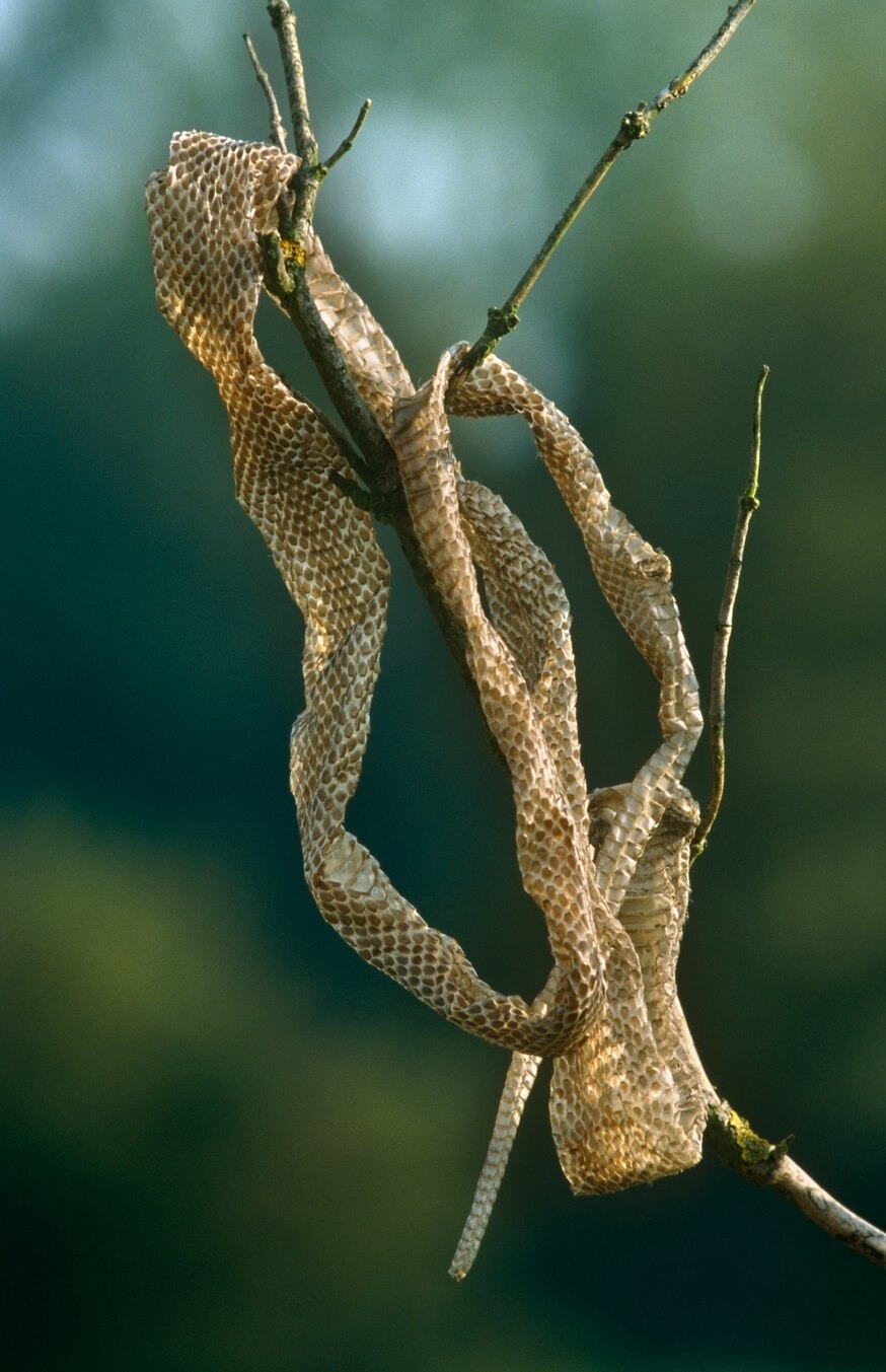 可以透過蛇皮來鑑定蛇種。（圖中是神醫錦蛇（<i>Zamenis longissimus</i>）的蛇皮）。 PHOTOGRAPH BY INGO ARNDT, NATURE PICTURE LIBRARY 