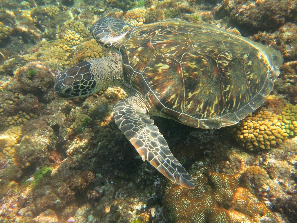 休息中的綠蠵龜。圖片來源：海保署提供