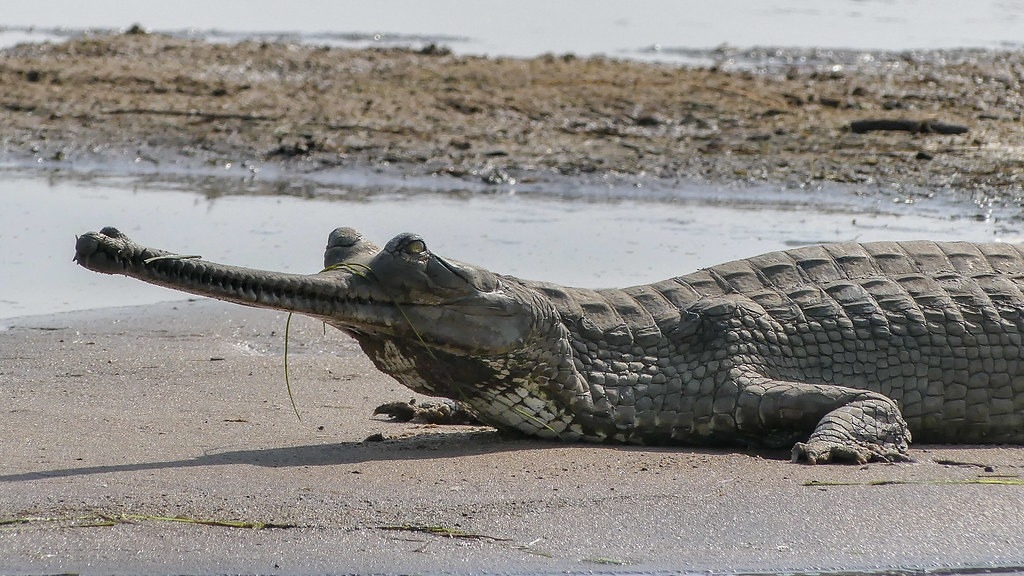 恆河鱷（Gharial，學名：<i>Gavialis gangeticus</i>）所棲息的河流生態系，因為開發與抽取水資源等計畫而受到影響，目前被列為「極度瀕危級」（CR，Critically Endangered）。圖片來源：Mike Prince／Flickr（CC BY 2.0）