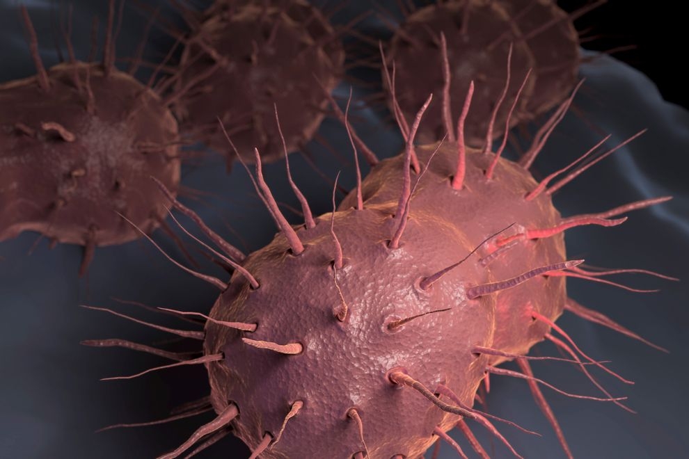 許多細菌感染，如淋病（見上方顯微影像），已經不再能輕易地以抗生素治療了。 PHOTOGRAPH BY SCIENCE PICTURE CO., CORBIS