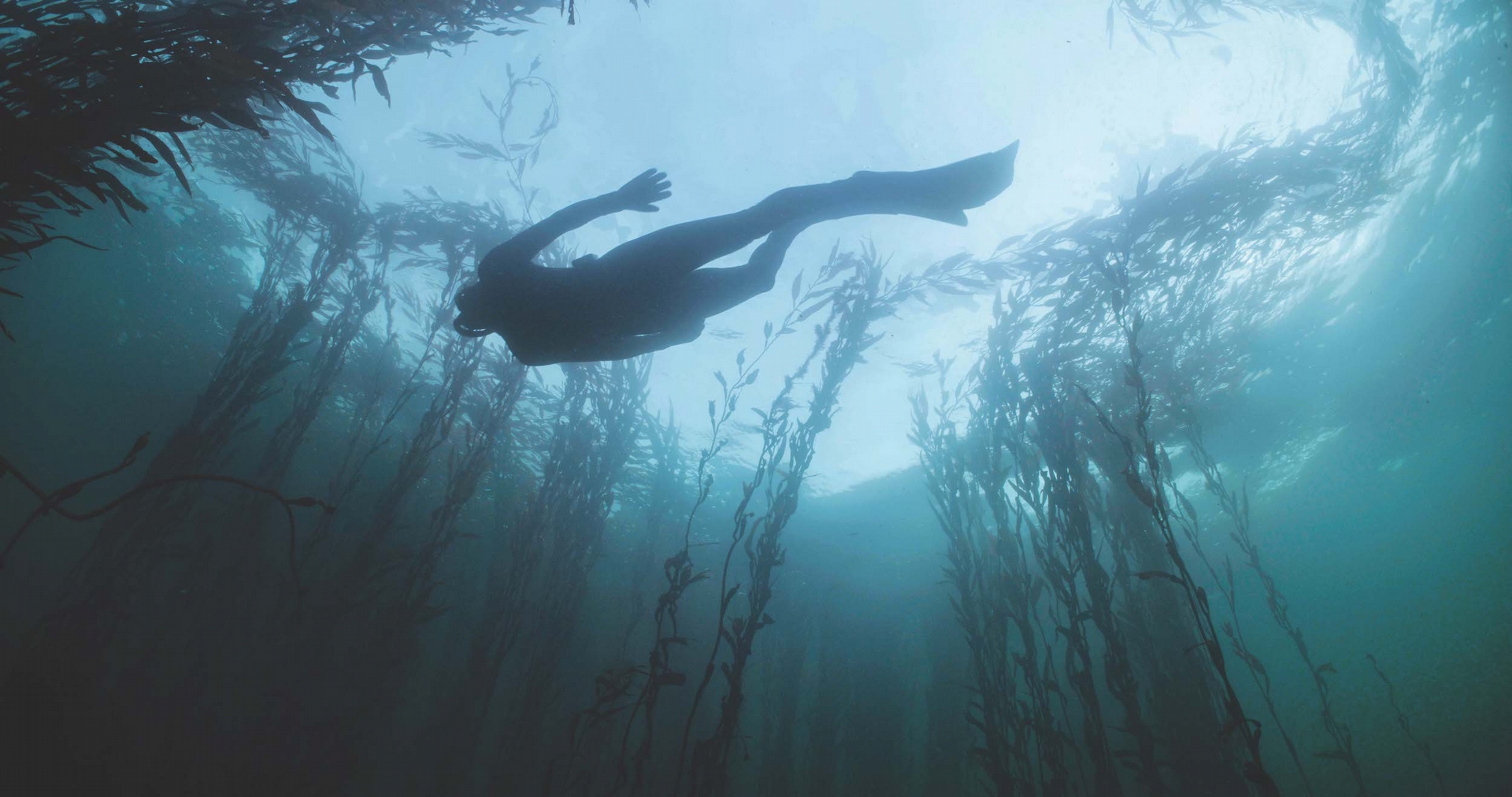 高鹽高壓的深海環境，反而孕育出可生長到超過60公尺高且生命力強韌的巨藻，隨著洋流擺盪搖曳，在海底形成一整片如夢似幻的叢林奇景。（圖片由海洋拉娜提供）