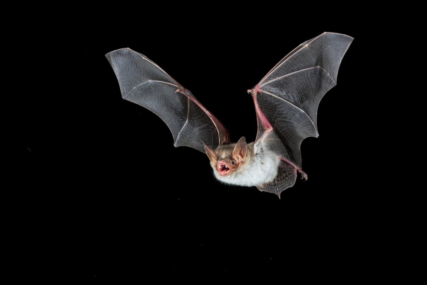 飛翔中的大鼠耳蝠。大鼠耳蝠可以模仿歐洲胡蜂（Vespa crabro）的嗡嗡聲，來躲避獵食者。PHOTOGRAPH BY WILDLIFE GMBH / ALAMY STOCK PHOTO 