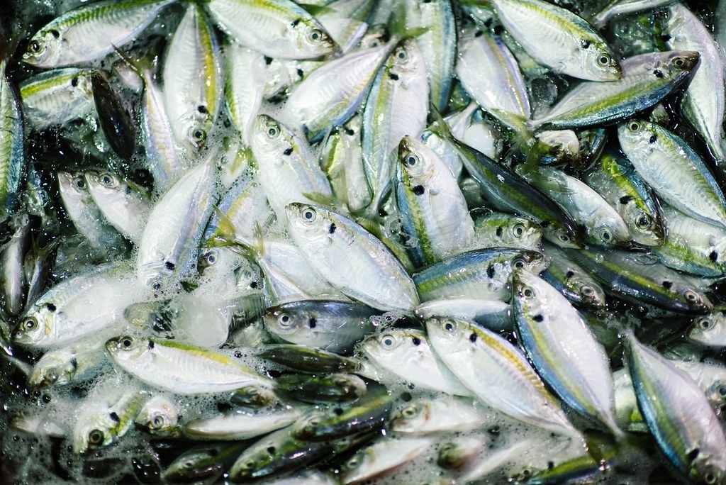 有35%的漁獲在上餐桌之前就被浪費或丟棄了。圖片來源：CHUTTERSNAP／Unsplash