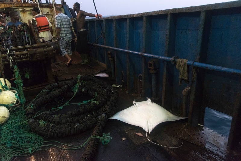 全世界每年約有10%、相當於860萬噸的野生漁獲被丟棄，而罪魁禍首就是不精準的漁具和允許漁民丟棄非目標魚種的政策。圖為一艘中國漁船上的混獲鬼蝠魟。圖片來源：Pierre Gleizes／Greenpeace
