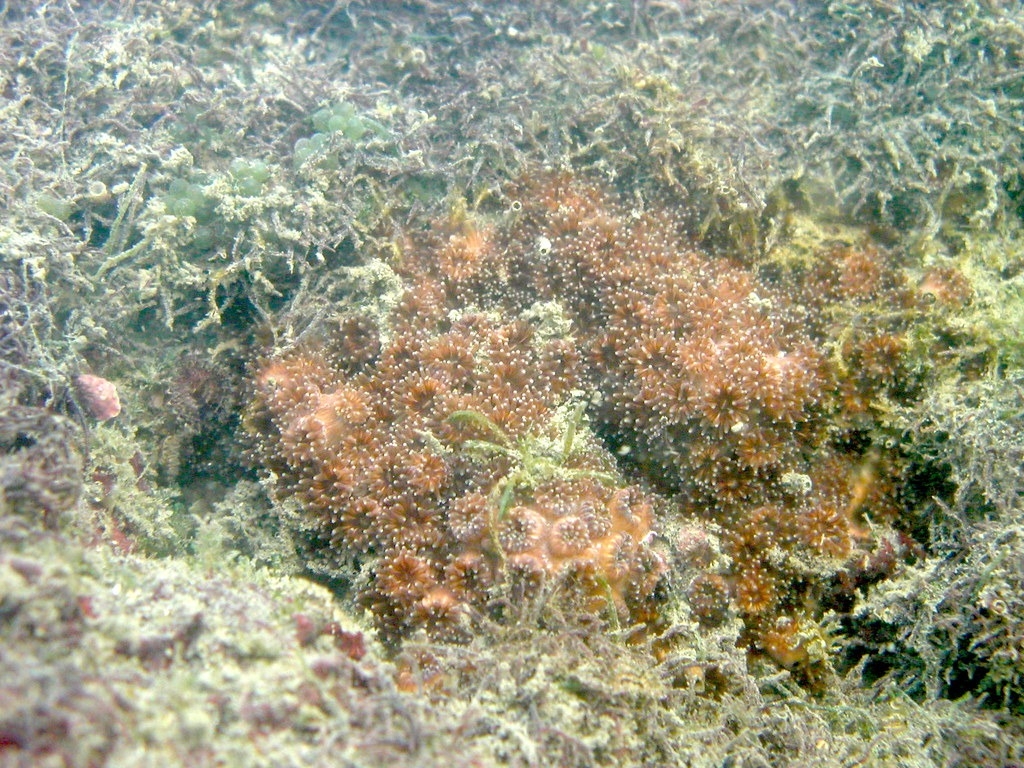 柴山多杯孔珊瑚。資料照。陳昭倫提供。