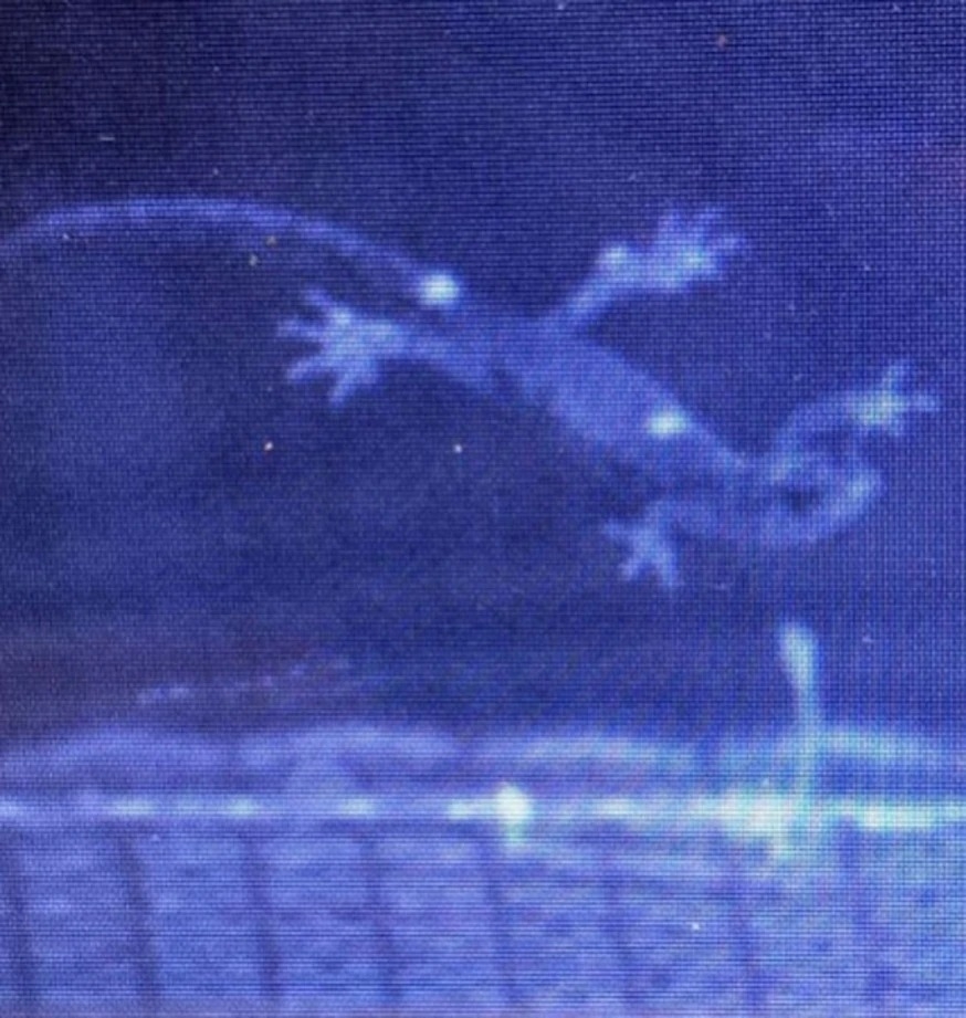 一隻流浪蠑螈在風洞實驗中擺出了跳傘姿勢。PHOTOGRAPH BY CHRISTIAN BROWN 