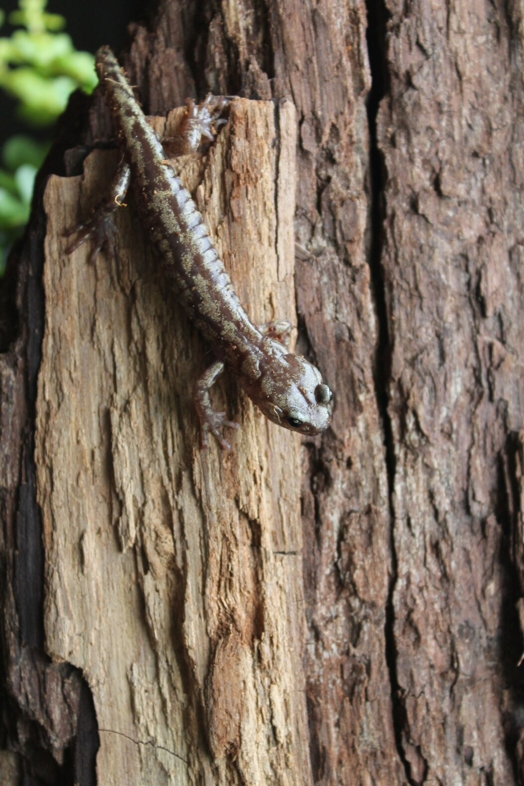 一隻流浪蠑螈攀在加州紅杉的樹皮上。這種10公分長的兩生類以這種鮮少有人研究的樹冠為家。PHOTOGRAPH BY CHRISTIAN BROWN