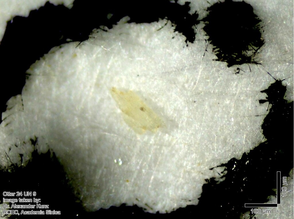 立體顯微鏡下發現透明的塑膠碎片，經拉曼光譜確認材質為PP。圖片來源：綠色和平提供