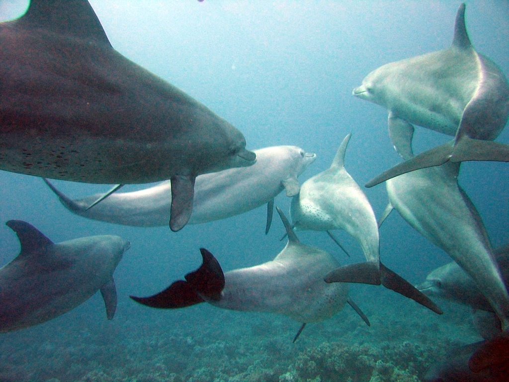 瓶鼻海豚似乎會利用珊瑚治療自己的皮膚疾病。圖片來源：Serguei S. Dukachev／維基百科（CC BY-SA 3.0）