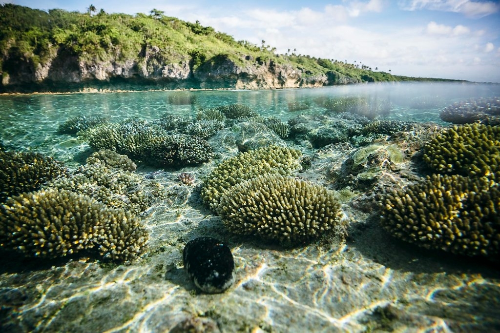 貝弗里奇礁附近的水下一景。圖片來源：Vlad Sokhin／UNDP（CC BY-NC-ND 2.0）