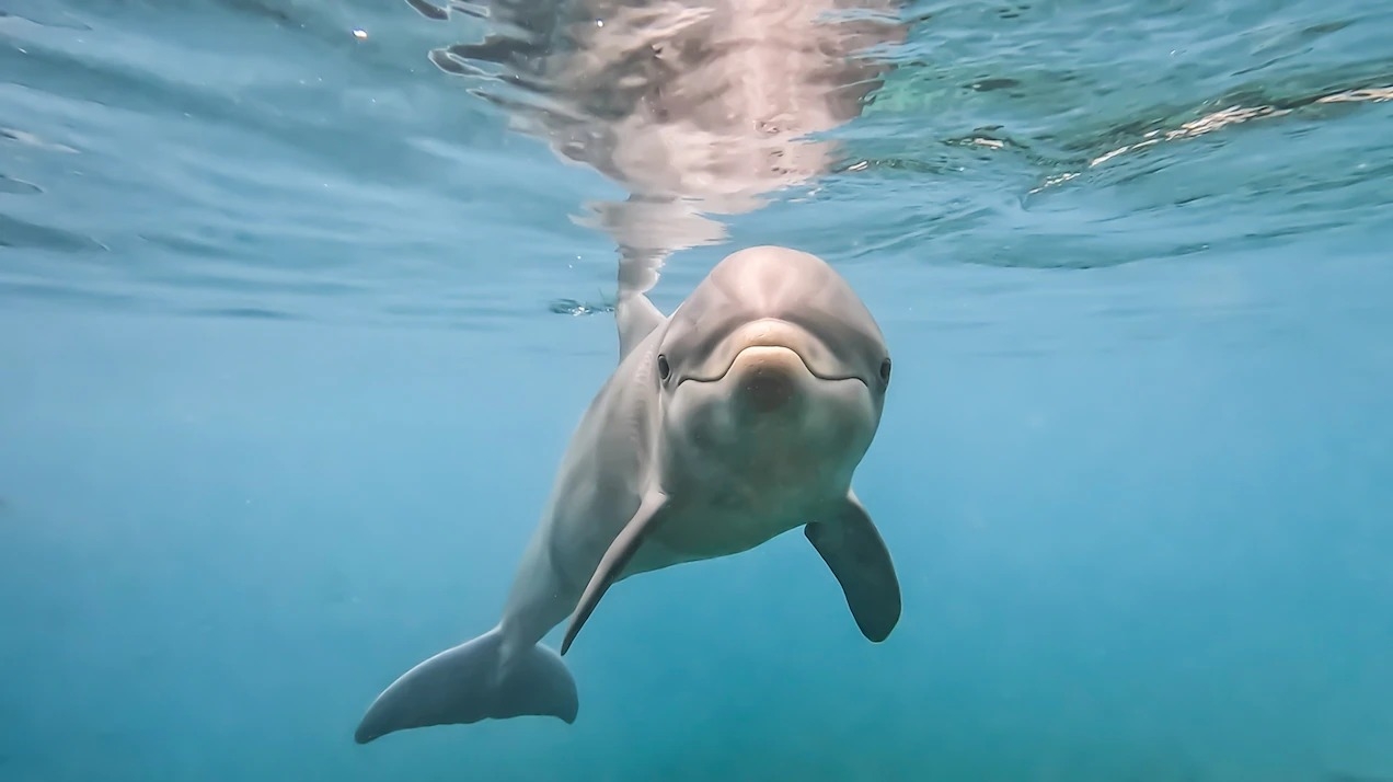 一隻瓶鼻海豚寶寶在百慕達海豚探索園區（Dolphin Quest Bermuda）的海水潟湖中四處探索。PHOTOGRAPH BY CHRISTIAN ADAIR/DOLPHIN QUEST 