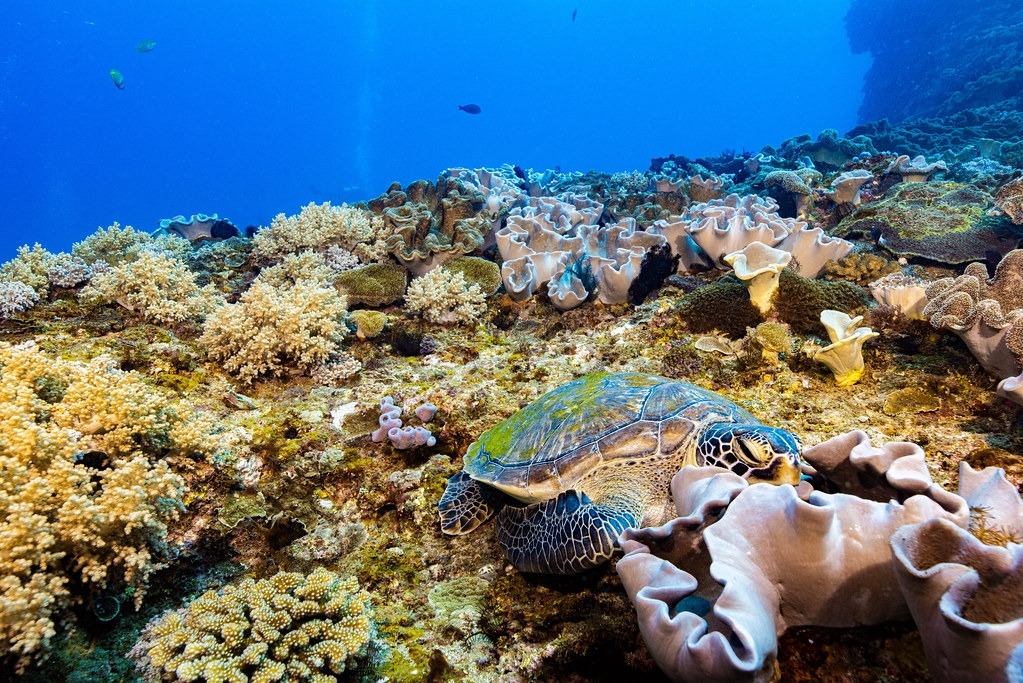 屏東墾丁國家公園珊瑚礁生態。圖片來源：海保署新聞稿
