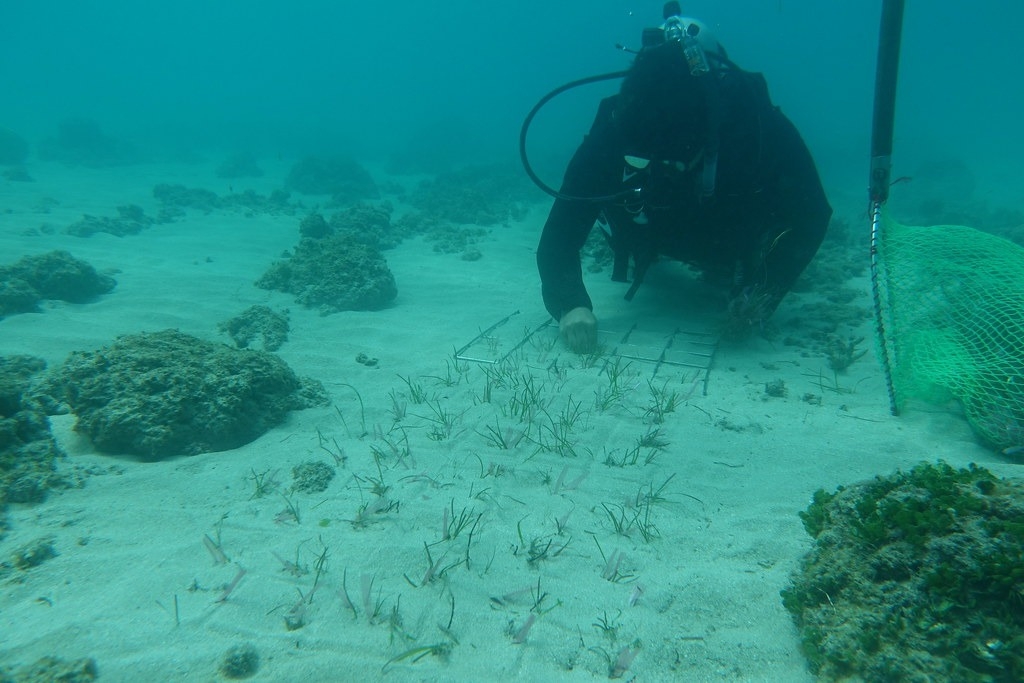 海保署今年進行海草移植行動。圖片來源：海保署新聞稿