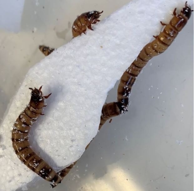 正在蠶食發泡聚苯乙烯的超級麥皮蟲。圖片來源：昆士蘭大學