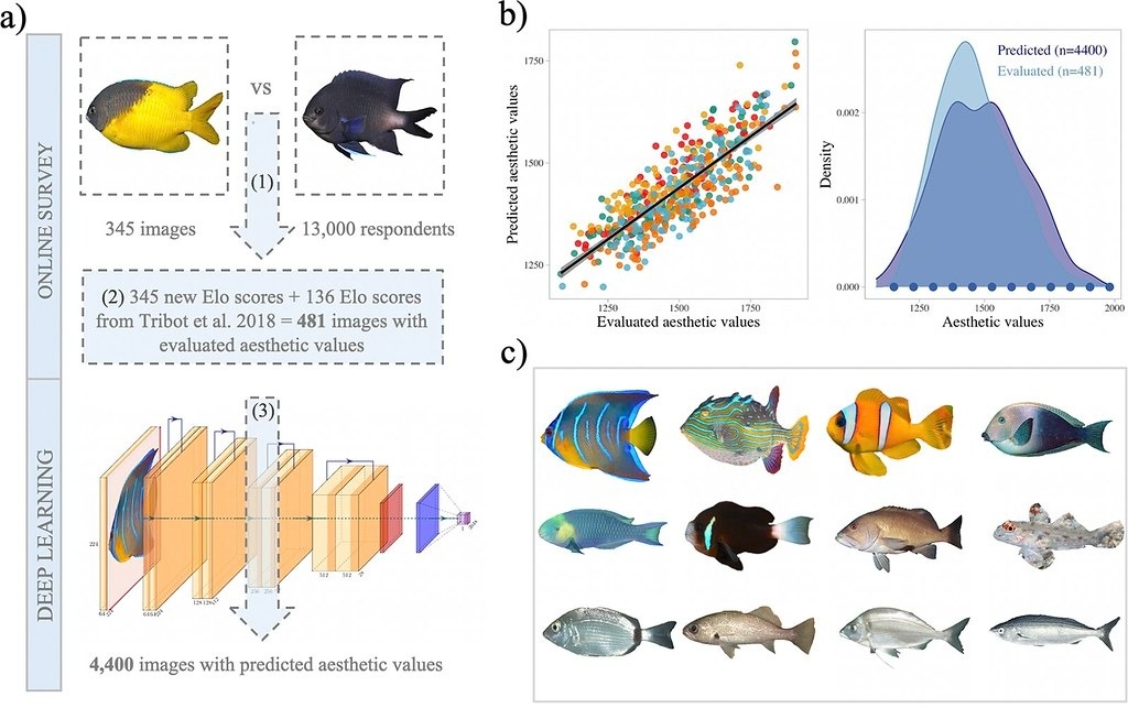 研究人員結合機器學習和民眾問卷調查來判定每條魚的「美感分數」。右下（c）區魚種，美感分數由左至右、上至下減少。圖片來源：Langlois et al.（CC BY 4.0）