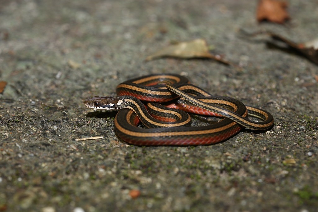 臺灣特有蛇種金絲蛇（Hebius miyajimae）。圖片來源：陳惇聿攝，特生中心提供