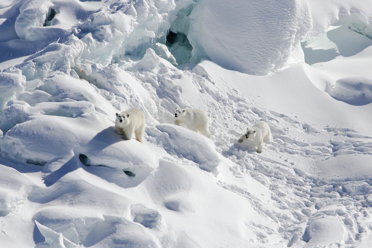 一頭北極熊和牠的幼崽穿越格陵蘭東南部白雪覆蓋的淡水冰河。北極熊會利用離岸海冰狩獵海豹，但隨著北極暖化，這些冰凍平台融化得愈來愈快。因此，沿海冰河可能是北極熊最後一搏的地方。PHOTOGRAPH BY KRISTIN LAIDRE, UNIVERSITY OF WASHINGTON