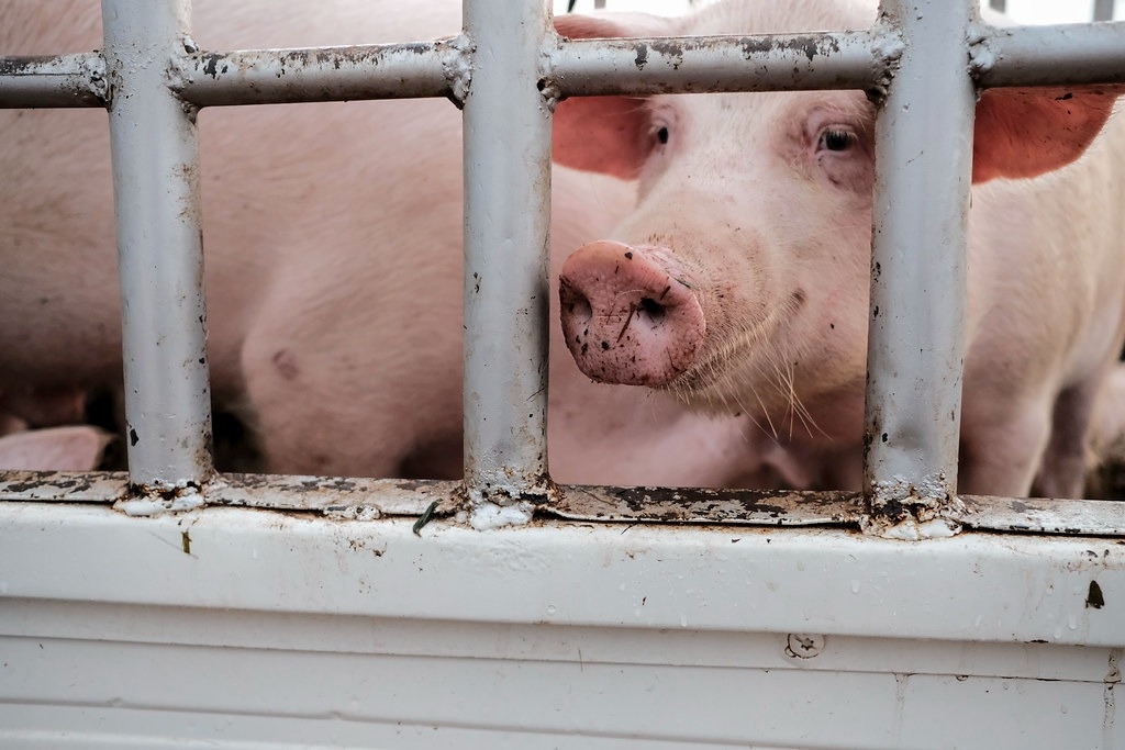 《衛報》調查披露，全美農場動物的運輸條件不佳，每年有數以千萬計的動物在被屠宰之前就已經死亡。圖片來源：ILRI／Flickr（CC BY-NC-ND 2.0）