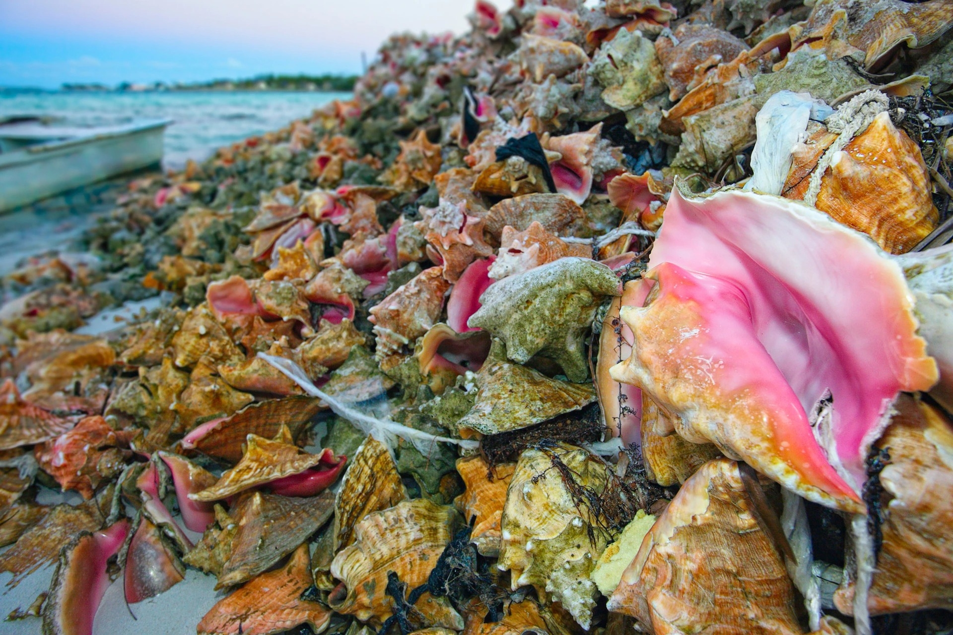 人們把鳳凰螺肉取出來烹食後就將其空殼丟棄，散落在巴哈馬的一處海灘上。鳳凰螺在巴哈馬是一道備受喜愛的菜，也是重要的出口商品。PHOTOGRAPH BY NATHAN DERRICK, GETTY IMAGES 