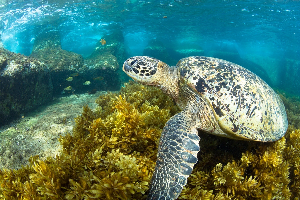 海龜戶口名簿網站正式上線後，大眾若在小琉球海域附近發現海龜，就可透過網站的海龜資料庫進行即時辨識。圖片來源：蘇淮提供