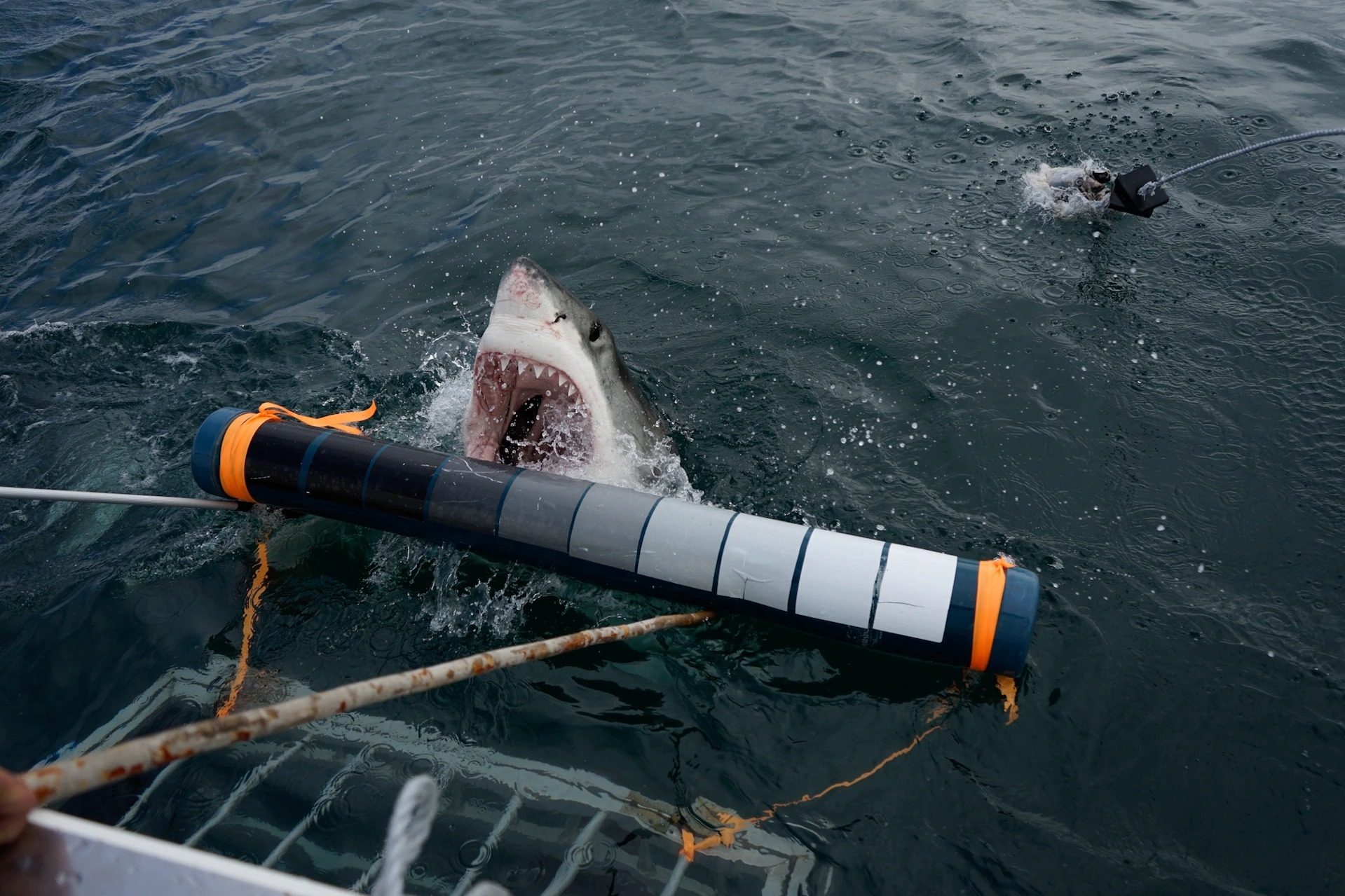 一條大白鯊在南非近海繞過誘餌後試圖咬一口研究裝置。吉布斯．庫古魯說：「不用說，實驗並沒有完全照計畫進行，但結果相當顯著。」 PHOTOGRAPH BY GIBBS KUGURU 