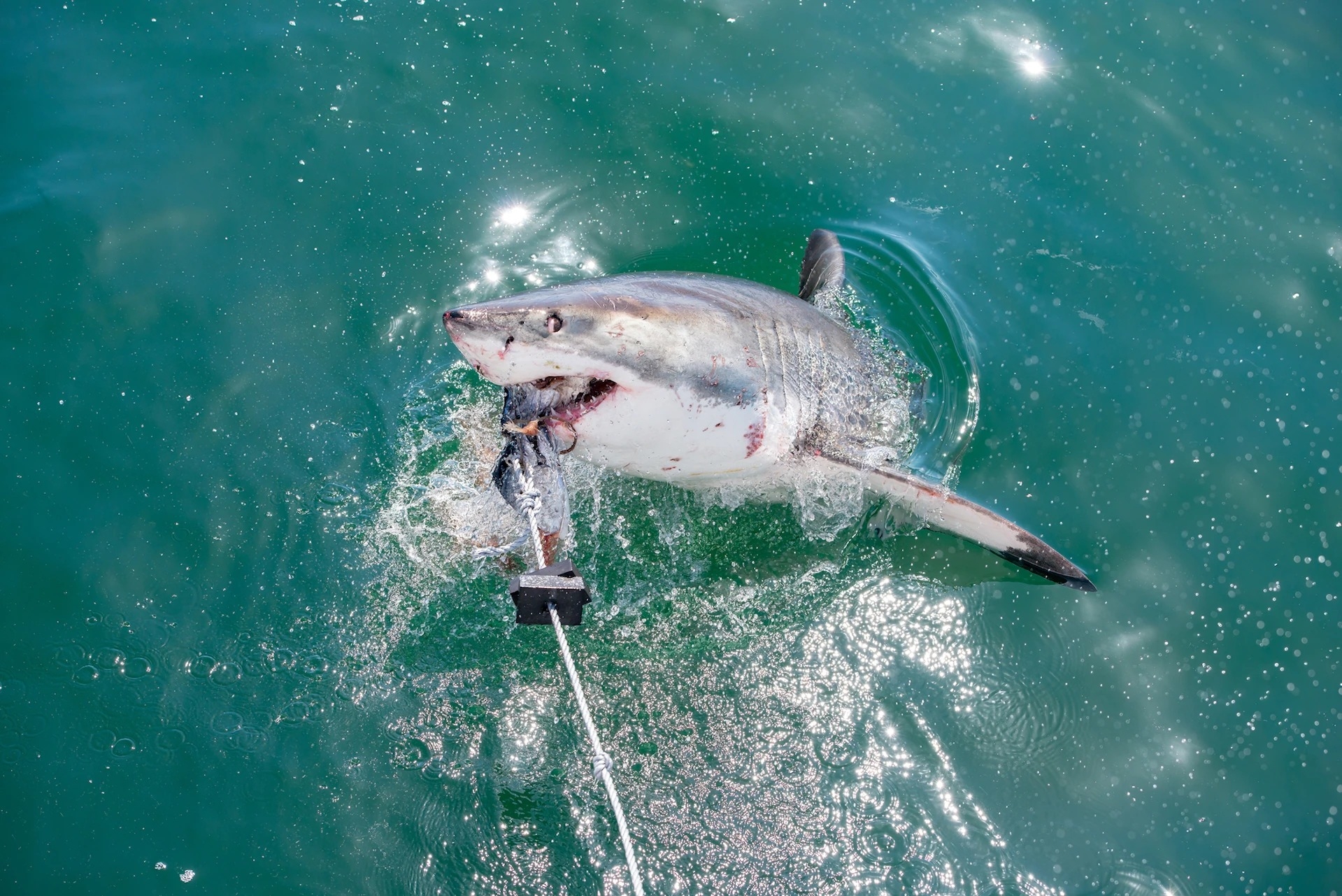 一條大白鯊衝出水面咬住誘餌。PHOTOGRAPHS BY FIONA AYERST, NATIONAL GEOGRAPHIC