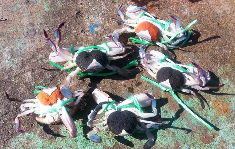 遭捕撈上岸的抱卵母蟹。資料照。圖片來源：白尚儒