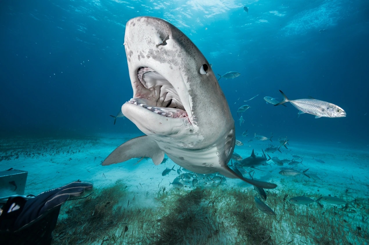 巴哈馬一處稱為老虎灘（Tiger Beach）的潛水勝地有不少鼬鯊。PHOTOGRAPH BY BRIAN J. SKERRY, NAT GEO IMAGE COLLECTION