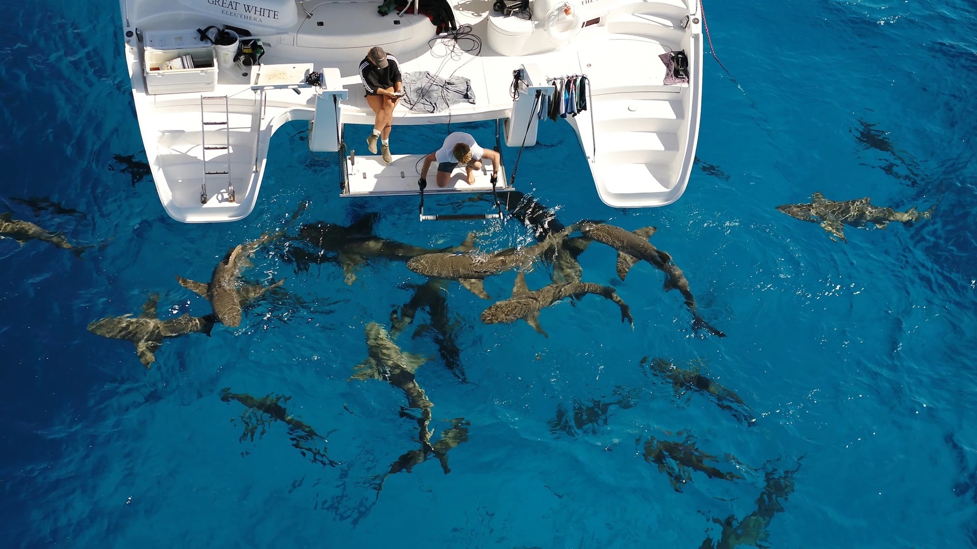 檸檬鯊在馬克希試圖記錄牠們的咬合力時聚集在水面。PHOTOGRAPH BY MARK MCCLEAN, NATIONAL GEOGRAPHIC 