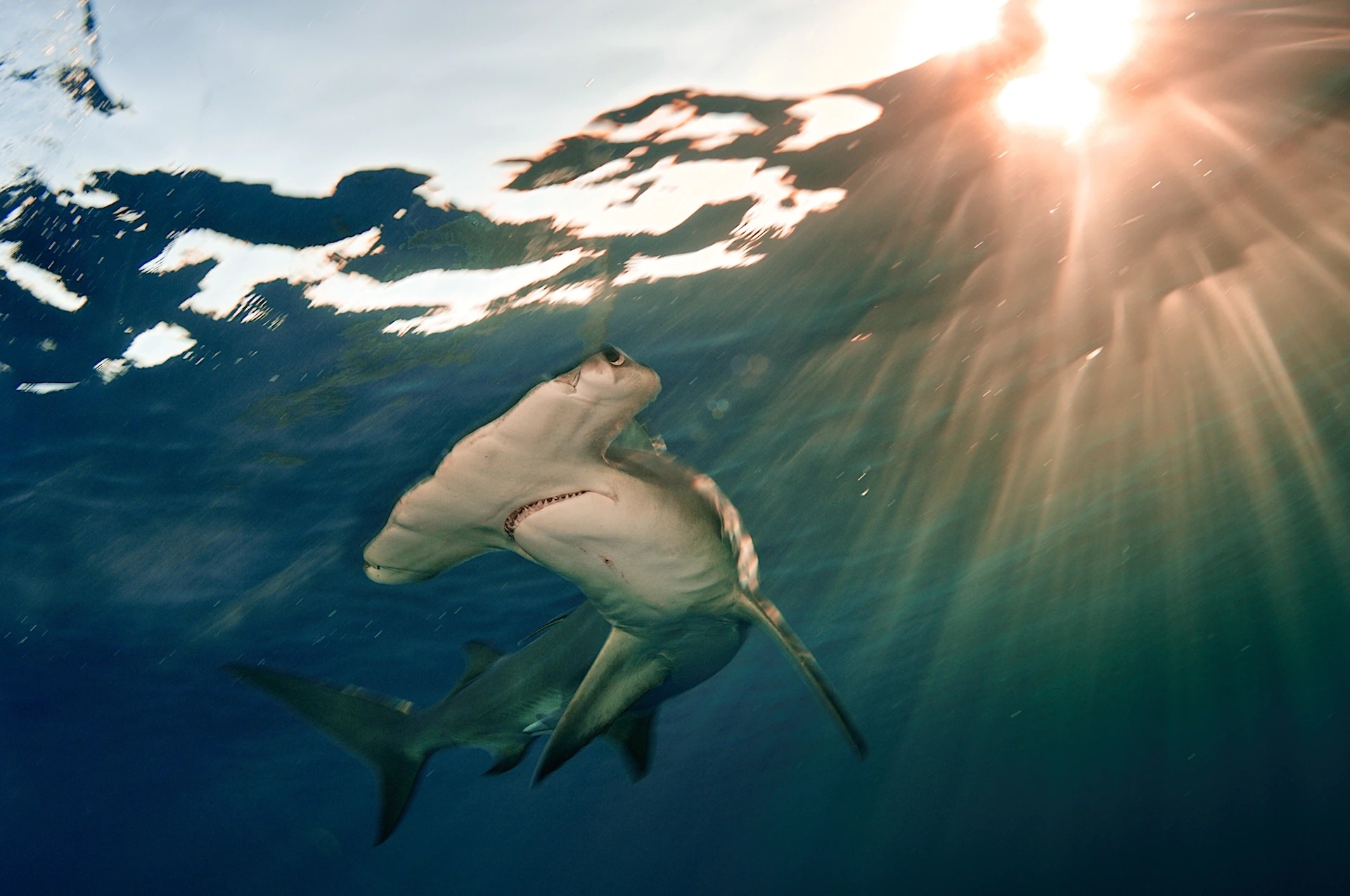 無溝雙髻鯊（照片攝於巴哈馬）是最大的雙髻鯊，體長可達將近6公尺。PHOTOGRAPH BY BRIAN J. SKERRY, NAT GEO IMAGE COLLECTION   