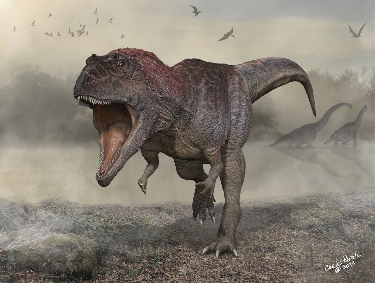 巨米拉西斯龍是一種大約1億年前生活在阿根廷的巨型獸腳類恐龍，牠的前肢與巨大的身體與頭顱相形之下很小。牠的輪廓與霸王龍相似，而後者要到數千萬年以後才會出現。ILLUSTRATION BY CARLOS PAPOLIO