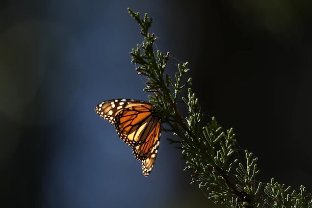 1月份在加州洛斯奧索斯（Los Osos）的「海岸通道帝王蝶保護區」（Coastal Access Monarch Butterfly Preserve）中一棵柏樹上的帝王蝶（大樺斑蝶）。這片保護區是每年秋天數以千計從美國北部往南遷徙的帝王蝶過冬的地方。現在IUCN宣布帝王蝶已經成為瀕危物種。PHOTOGRAPH BY GARY CORONADO, LOS ANGELES TIMES/GETTY IMAGES 