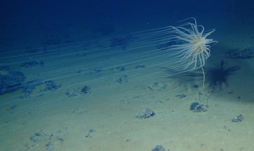 在克利珀頓破裂帶（CCZ）海床找到的Relicanthus sp. (刺絲胞動物門的新物種)。 圖片來源：Craig Smith 和 Diva Amon /NOAA