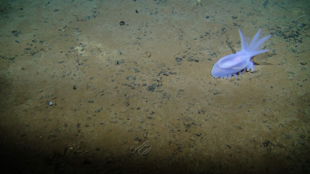 太平洋的克利珀頓破裂帶（CCZ）海床的海參Amperima sp. 。 圖片來源：Craig Smith 和 Diva Amon /NOAA