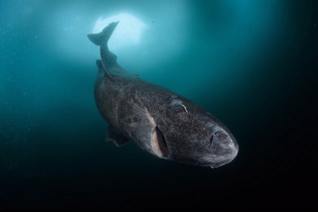 格陵蘭鯊（學名：Somniosus microcephalus）最著名的特徵是生活在寒冷的北極。但新研究顯示，牠們在全球深海的冰冷區域可能比先前以為的分布更廣。PHOTOGRAPH BY FRANCO BANFI, NATURE PICTURE LIBRARY