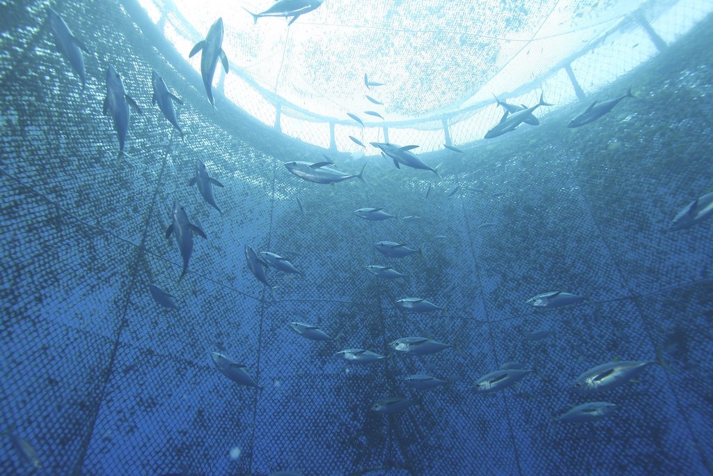 巨大的海上箱網裡，飼養著黃鰭鮪。圖片來源：農委會漁業署臉書