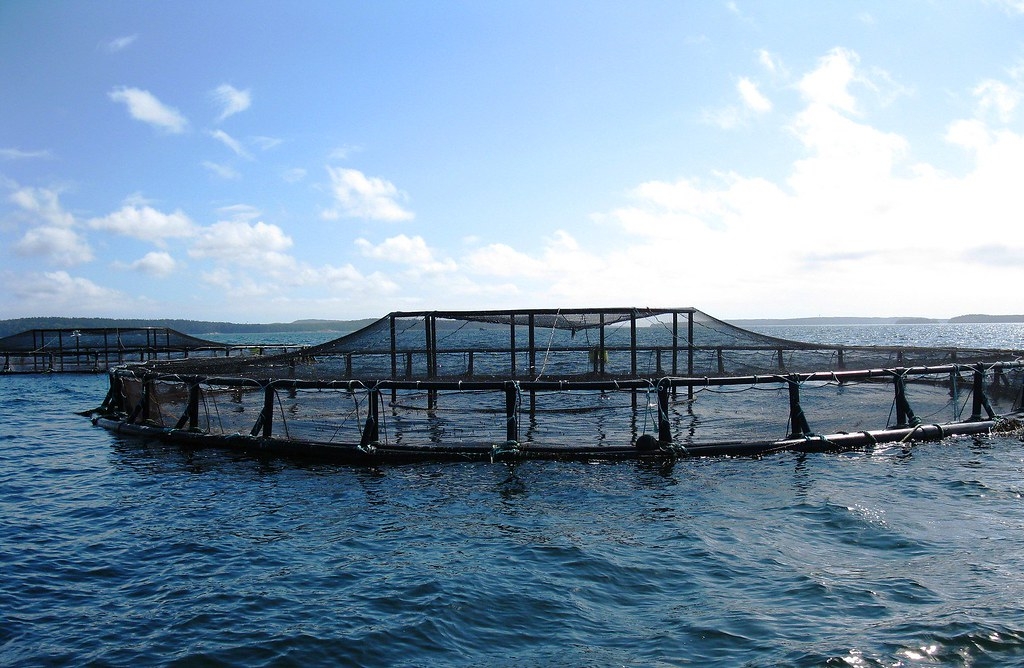 海上箱網養殖。圖片來源：NOAA（CC BY 2.0）