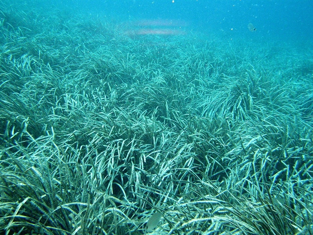 地中海特有的海神草（Posidonia oceanica）。圖片來源：Rafael Medina（CC BY-NC-ND 2.0）